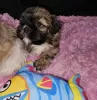 Zdjęcie №1. shih tzu - na sprzedaż w Nowy Jork | 1030zł | Zapowiedź №82236