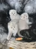 Zdjęcie №4. Sprzedam scottish fold w Helsinki. prywatne ogłoszenie - cena - 1804zł