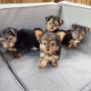 Zdjęcie №1. yorkshire terrier biewer - na sprzedaż w Киль | 762zł | Zapowiedź №129635