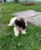 Zdjęcie №1. lagotto romagnolo - na sprzedaż w Kovin | negocjowane | Zapowiedź №102765