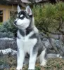 Zdjęcie №1. husky syberyjski - na sprzedaż w Bradford | 7680zł | Zapowiedź №11335