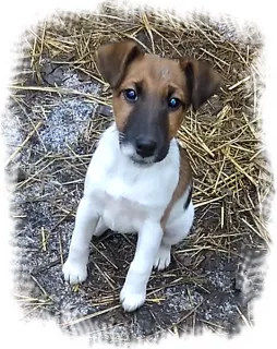 Zdjęcie №4. Sprzedam fox terrier w Charków. prywatne ogłoszenie, od żłobka - cena - 1166zł