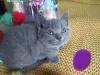 Zdjęcie №4. Sprzedam scottish fold w Стамбул.  - cena - Bezpłatny