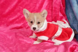 Dodatkowe zdjęcia: Welsh Corgi Pembroke.