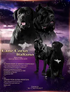 Zdjęcie №1. cane corso - na sprzedaż w Rosja-2 | Negocjowane | Zapowiedź №3898