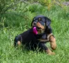 Zdjęcie №3. Szczeniak rottweilera - Viana Tanarotti. Białoruś