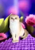 Zdjęcie №1. scottish fold - na sprzedaż w Kijów | 4202zł | Zapowiedź № 63223