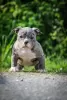 Zdjęcie №1. american bully - na sprzedaż w Witebsk | 5441zł | Zapowiedź №104063