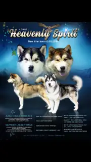 Dodatkowe zdjęcia: Szczenięta Alaskan Malamute