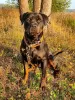 Zdjęcie №4. Sprzedam rottweiler w Москва. prywatne ogłoszenie - cena - Bezpłatny