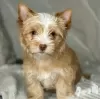 Zdjęcie №1. yorkshire terrier - na sprzedaż w Poznań | 1674zł | Zapowiedź №126649