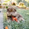 Zdjęcie №1. fiński lapphund - na sprzedaż w Bucharest | Bezpłatny | Zapowiedź №109541