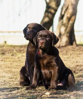 Zdjęcie №1. labrador retriever - na sprzedaż w Petersburg | 2136zł | Zapowiedź №5995