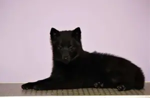 Dodatkowe zdjęcia: Szczenięta Schipperke