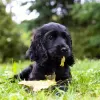 Zdjęcie №1. cocker spaniel amerykański - na sprzedaż w Region Hannover | Bezpłatny | Zapowiedź №105438