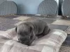 Zdjęcie №1. cane corso - na sprzedaż w Kragujevac | negocjowane | Zapowiedź №106778