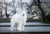 Dodatkowe zdjęcia: Szczeniaki Samoyed