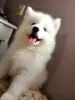 Dodatkowe zdjęcia: Samoyed szczenięta