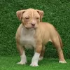 Zdjęcie №1. american bully - na sprzedaż w Copenhague | 2930zł | Zapowiedź №105799