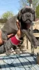 Zdjęcie №1. cane corso - na sprzedaż w Châtelet | 2575zł | Zapowiedź №55885