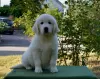 Zdjęcie №3. Sprzedam szczenięta Golden Retriever PRA 1, PRA 2,ICHT. czysto. Ukraina