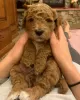 Zdjęcie №1. labradoodle - na sprzedaż w Glyfada | 1465zł | Zapowiedź №65070