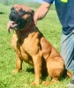 Dodatkowe zdjęcia: Wspaniałe szczenięta rasy Bullmastiff już gotowe do odbioru