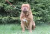 Dodatkowe zdjęcia: Szczenięta Dogue de Bordeaux