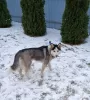 Dodatkowe zdjęcia: Sprzedam szczenięta Siberian Husky