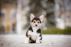 Zdjęcie №3. Chic Welsh Corgi Pembroke Puppies. Ukraina