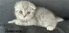 Zdjęcie №1. scottish fold - na sprzedaż w Dyneburg | negocjowane | Zapowiedź № 114538