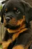 Zdjęcie №1. rottweiler - na sprzedaż w Rezekne | 2930zł | Zapowiedź №106586