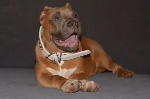 Zdjęcie №4. Sprzedam american bully w Mińsk. od żłobka - cena - Negocjowane