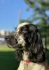 Zdjęcie №1. springer spaniel angielski - na sprzedaż w Petersburg | negocjowane | Zapowiedź №18772