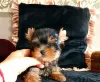 Zdjęcie №1. yorkshire terrier - na sprzedaż w Perth | 1585zł | Zapowiedź №80049