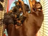 Dodatkowe zdjęcia: 5 Kc Reg Black & Tan Dobermanns