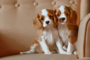 Zdjęcie №1. cavalier king charles spaniel - na sprzedaż w Kolchugino | 4265zł | Zapowiedź №1441