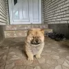 Dodatkowe zdjęcia: Męski chow chow