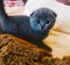 Zdjęcie №1. scottish fold - na sprzedaż w Шатура | 751zł | Zapowiedź № 10639