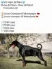 Dodatkowe zdjęcia: Szczenięta Dobermana