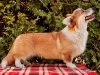 Dodatkowe zdjęcia: Szczeniak walijski Corgi Pembroke