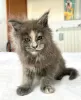 Zdjęcie №2 do zapowiedźy № 103247 na sprzedaż  maine coon - wkupić się USA hodowca