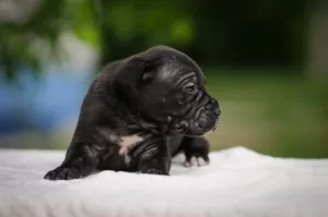 Zdjęcie №3. Urocze szczenięta Cane Corso. Ukraina