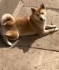 Dodatkowe zdjęcia: Shiba inu szczenięta