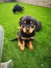 Zdjęcie №1. rottweiler - na sprzedaż w Gornja Radgona | 1536zł | Zapowiedź №13747