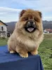 Zdjęcie №1. chow-chow - na sprzedaż w Belgrad | negocjowane | Zapowiedź №131760