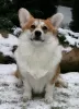 Dodatkowe zdjęcia: Welsh corgi szczenięta