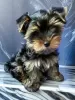 Zdjęcie №4. Sprzedam yorkshire terrier w Petersburg. hodowca - cena - negocjowane