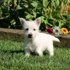 Zdjęcie №2 do zapowiedźy № 44770 na sprzedaż  west highland white terrier - wkupić się Niemcy 