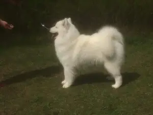 Dodatkowe zdjęcia: Samoyed, szczeniaki od utytułowanych rodziców